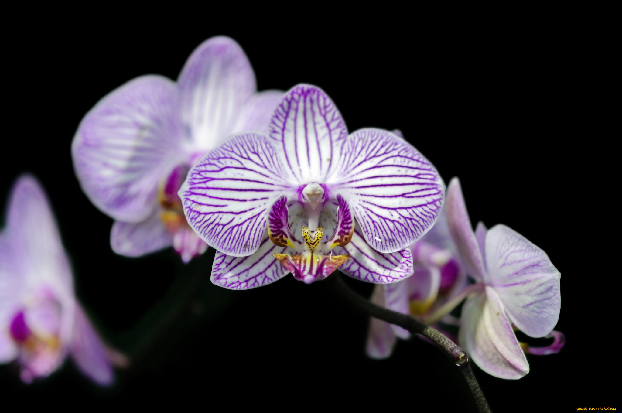 , , flowers, flowering, orchids, 